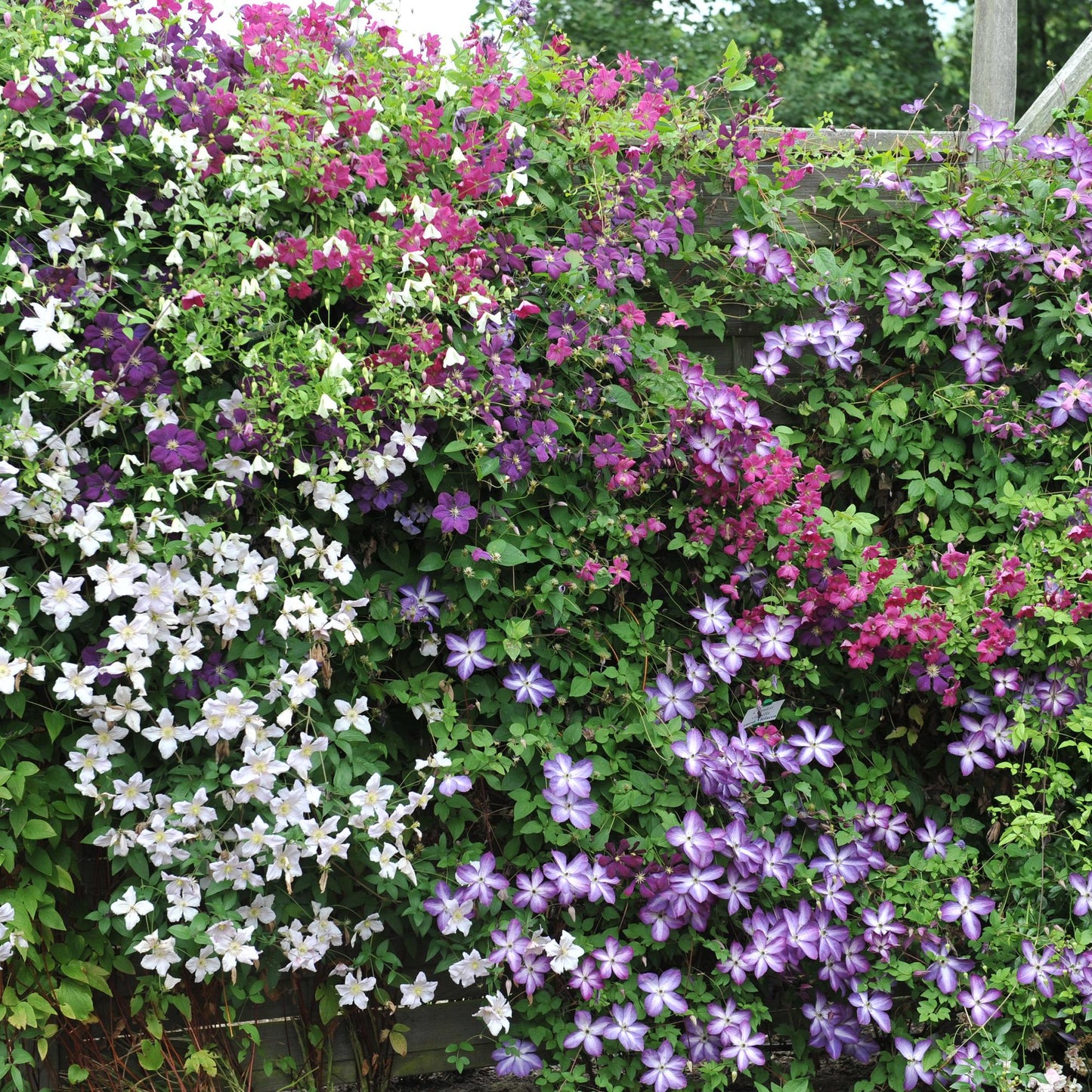 Green boutiQ - Klimplant - Clematis Tricolour  - Bloem Roze Wit Paars - Weinig onderhoud - 3 planten - Pot 11cm Hoogte 40cm