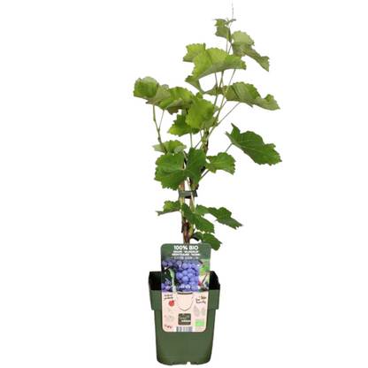 "Vruchten oase" BIO Fruitplanten mix set van 5 verschillende soorten