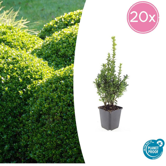 20x Buxus Sempervirens - ↕10-25cm - Ø9cm