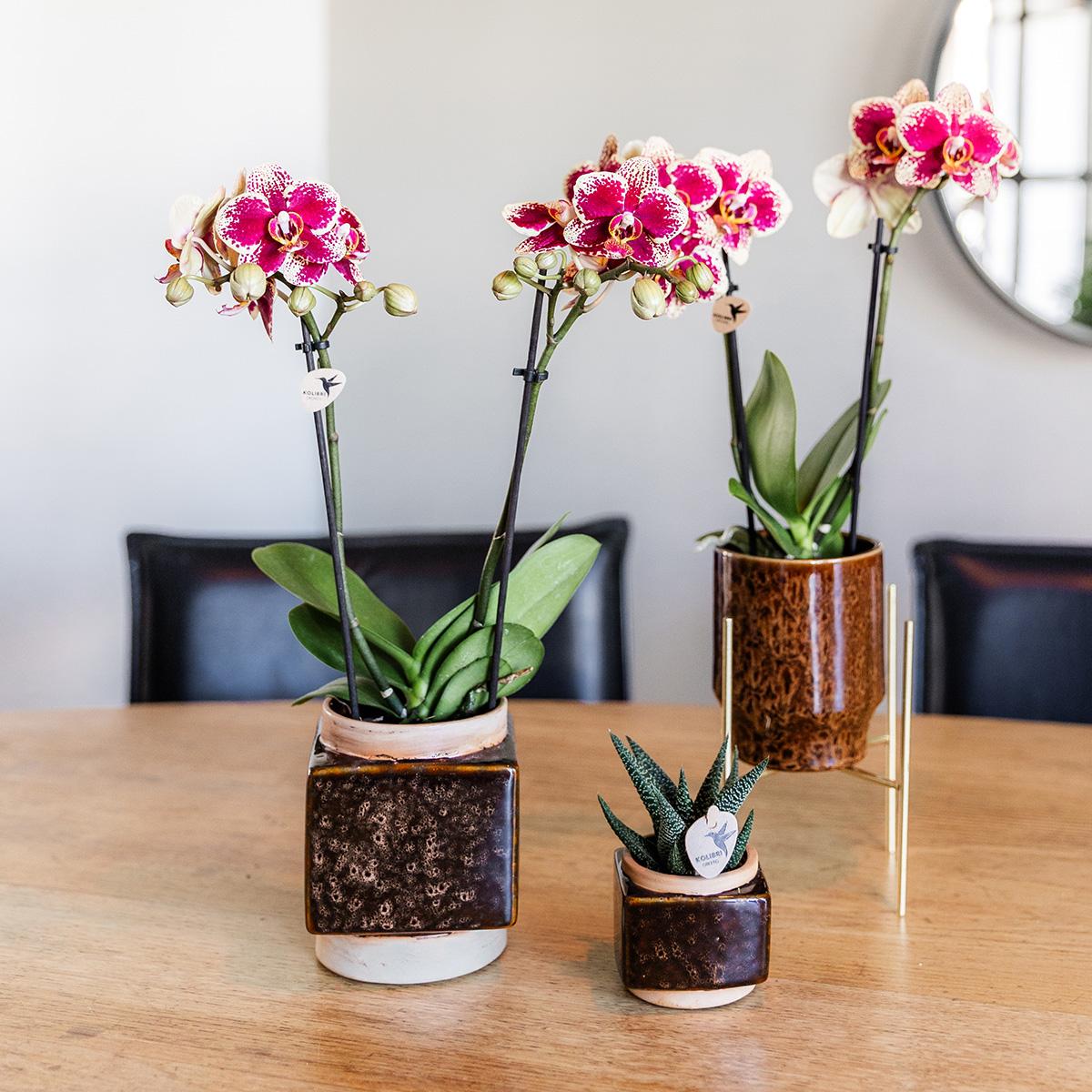 Kolibri Orchids | Geel rode phalaenopsis orchidee - Spain - potmaat Ø9cm | bloeiende kamerplant - vers van de kweker