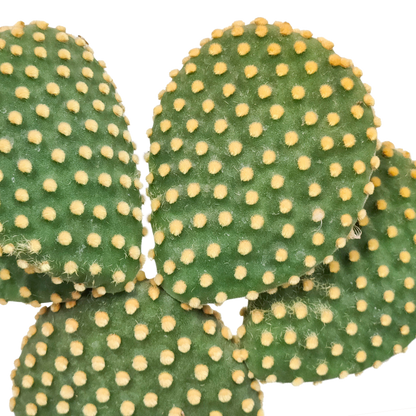 Opuntia microdasys - 17cm - zonder pot
