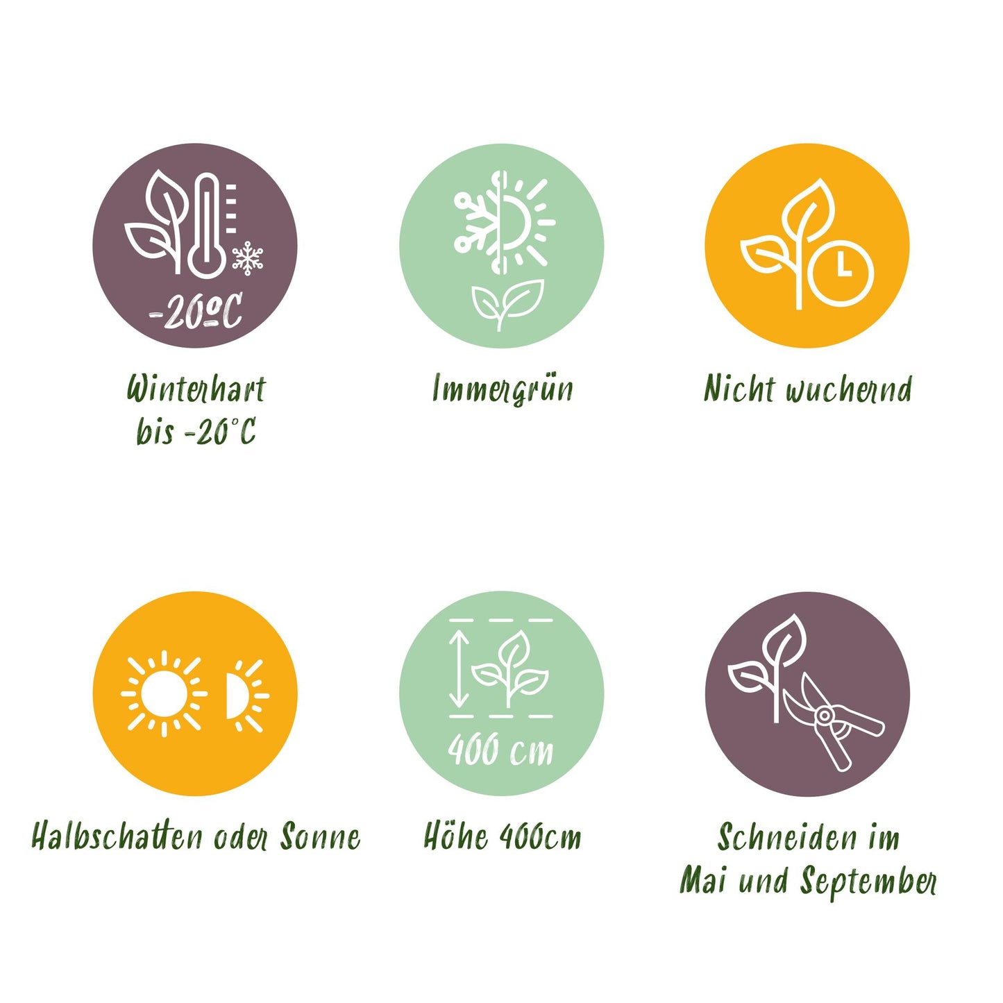 Green boutiQ - Haagplanten - Buxus sempervirens -  blad groen - 8 planten - 1 strekkende meter - groenblijvend - pot 9cm hoogte 20-25cm