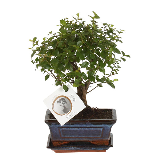 Bonsai 'Sageretia' - Bol Vorm - Ø15cm - ↕30cm