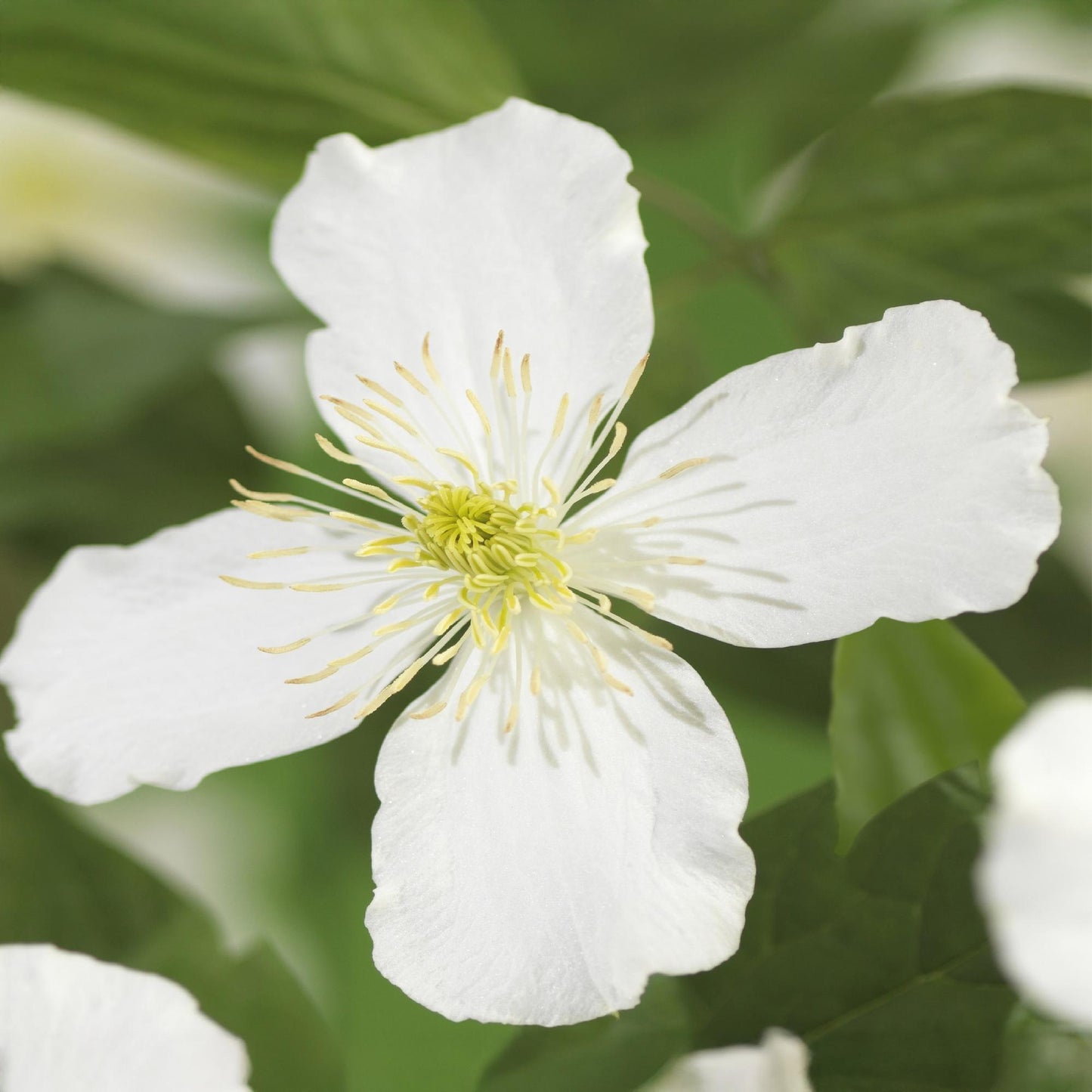 Green boutiQ - Klimplant - Clematis montana Grandiflora - Bloem Wit - Vroegbloeiend - Weinig onderhoud -2 planten -  Pot 11cm Hoogte 40cm
