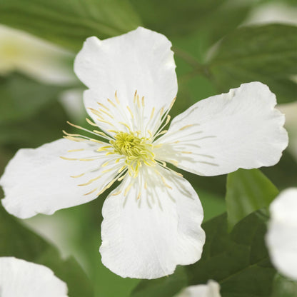 Green boutiQ - Klimplant - Clematis montana Grandiflora - Bloem Wit - Vroegbloeiend - Weinig onderhoud -2 planten -  Pot 11cm Hoogte 40cm