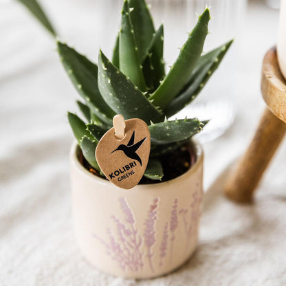 Kolibri Greens | Groene plant - Succulent Aloë Brevifolia - potmaat Ø6cm - groene kamerplant - vers van de kweker
