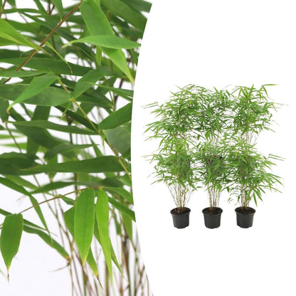 6x Fargesia Rufa Ø13 cm - ↕25 cm Bamboe
