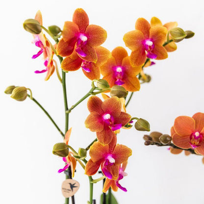 Kolibri Orchids | Oranje geurende phalaenopsis orchidee in cognac kleurige Glazed sierpot - potmaat Ø12cm