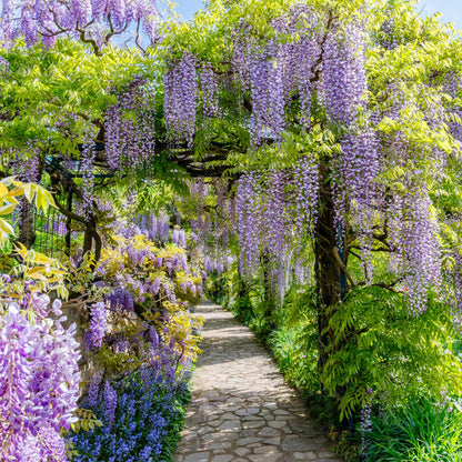 Green boutiQ - Blauwe regen - Wisteria floribunda Prolific - Bloem Blauw  - 1 plant - Pot 11cm Hoogte 40cm