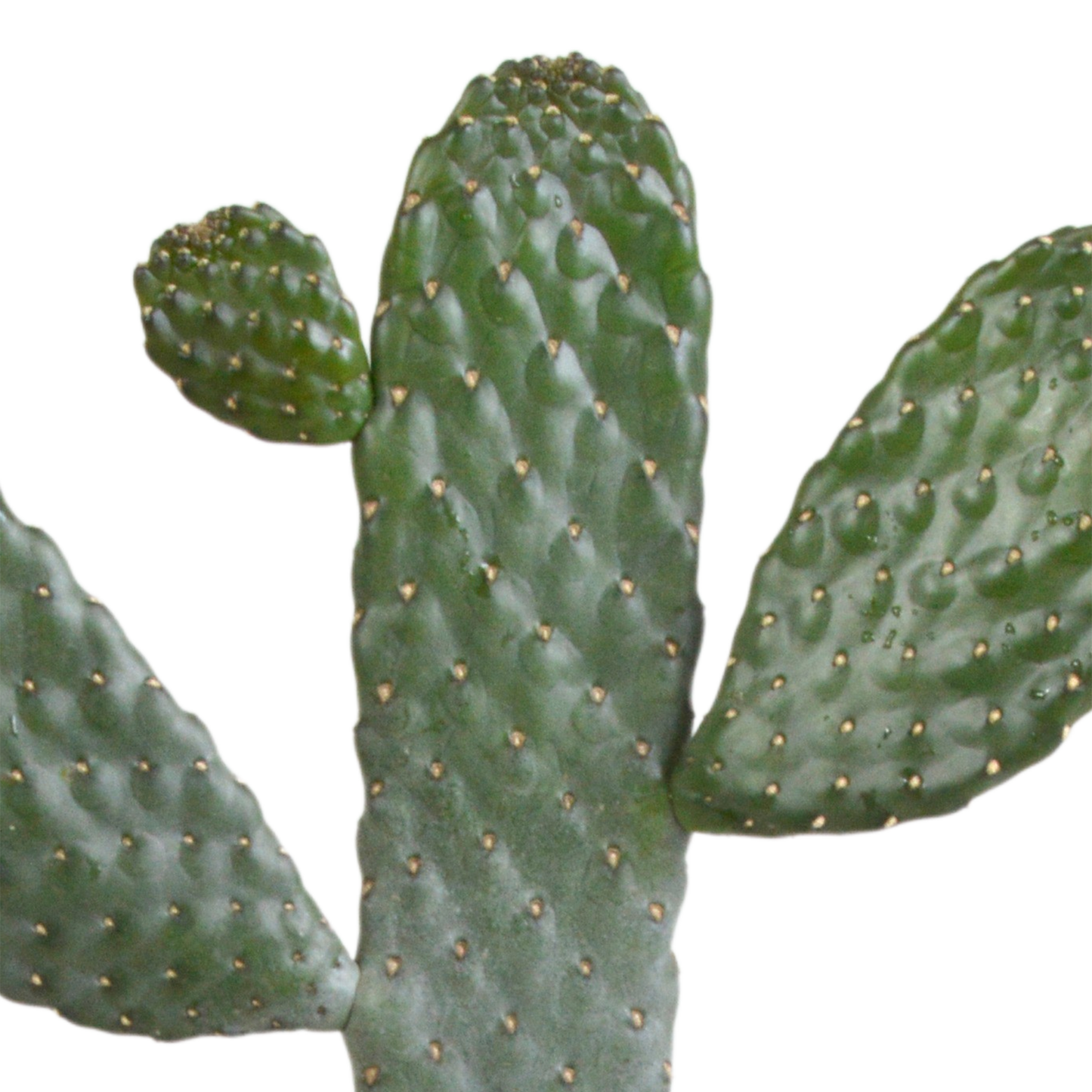 Opuntia consulea - 17cm - zonder pot