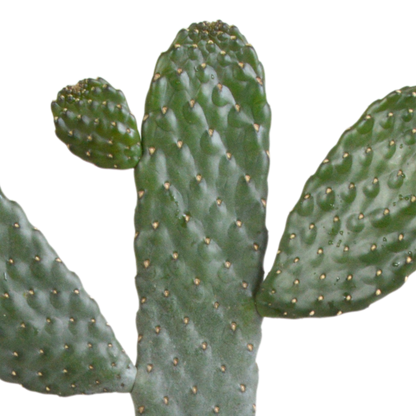 Opuntia consulea - 17cm - zonder pot