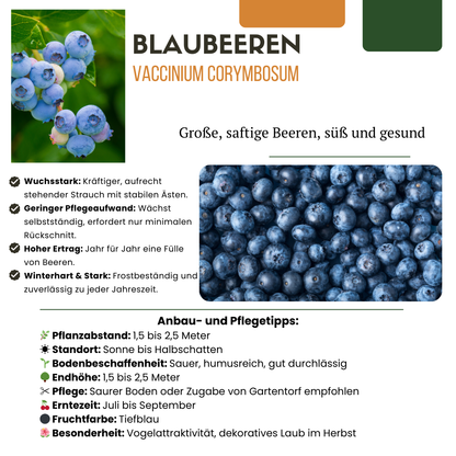 "Vruchten feestje" BIO Fruitplanten mix set van 3 verschillende soorten