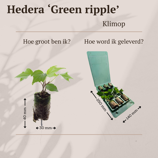 Hedera 'Green Ripple' – 6 Pluggen | Kweek & Geniet van de Mooie Klimplant