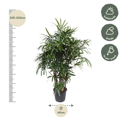 Rhapis Excelsa - 190 cm - ø40