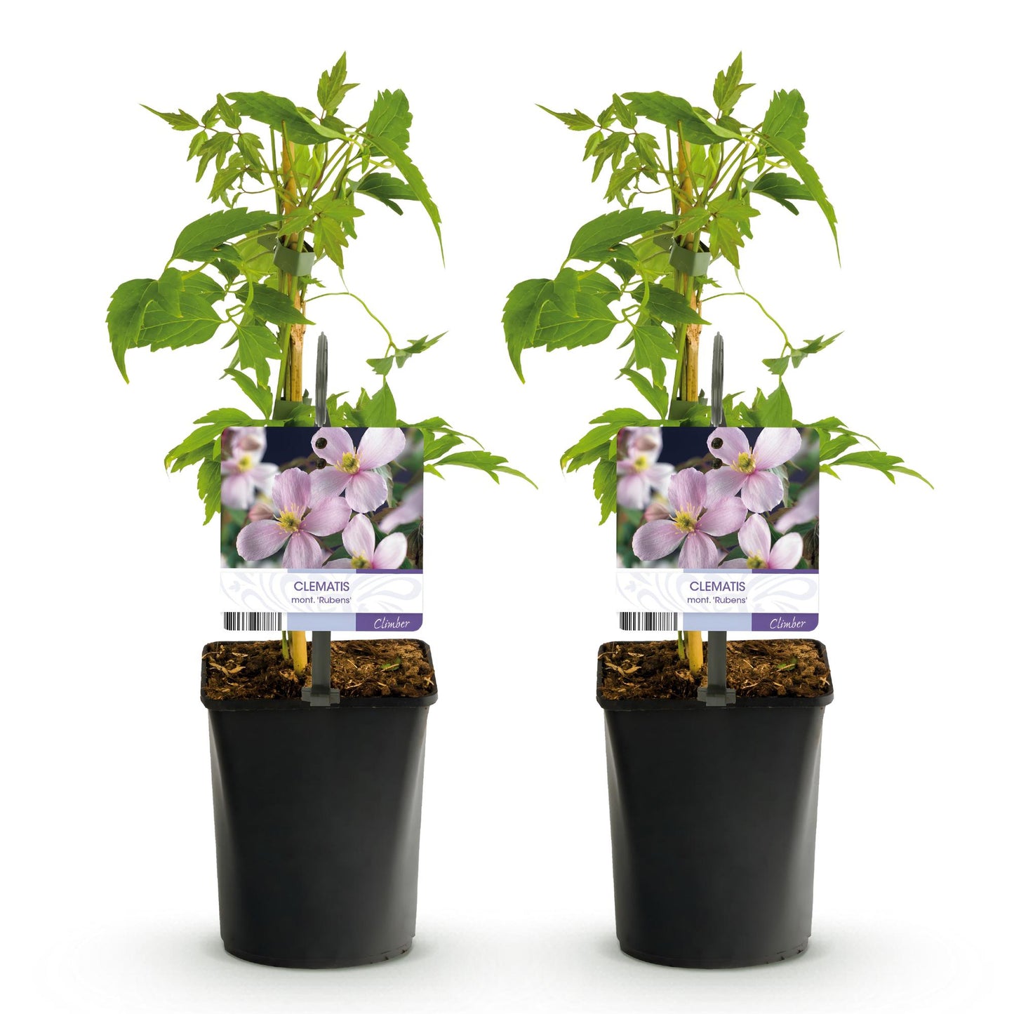 Green boutiQ - Klimplant - Clematis montana Rubens - Bloem Roze - Vroegbloeiend - Weinig onderhoud -2 planten -  Pot 11cm Hoogte 40cm