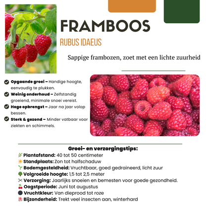 "Vruchtenparadijs" BIO Fruitplanten mix set van 4 verschillende soorten
