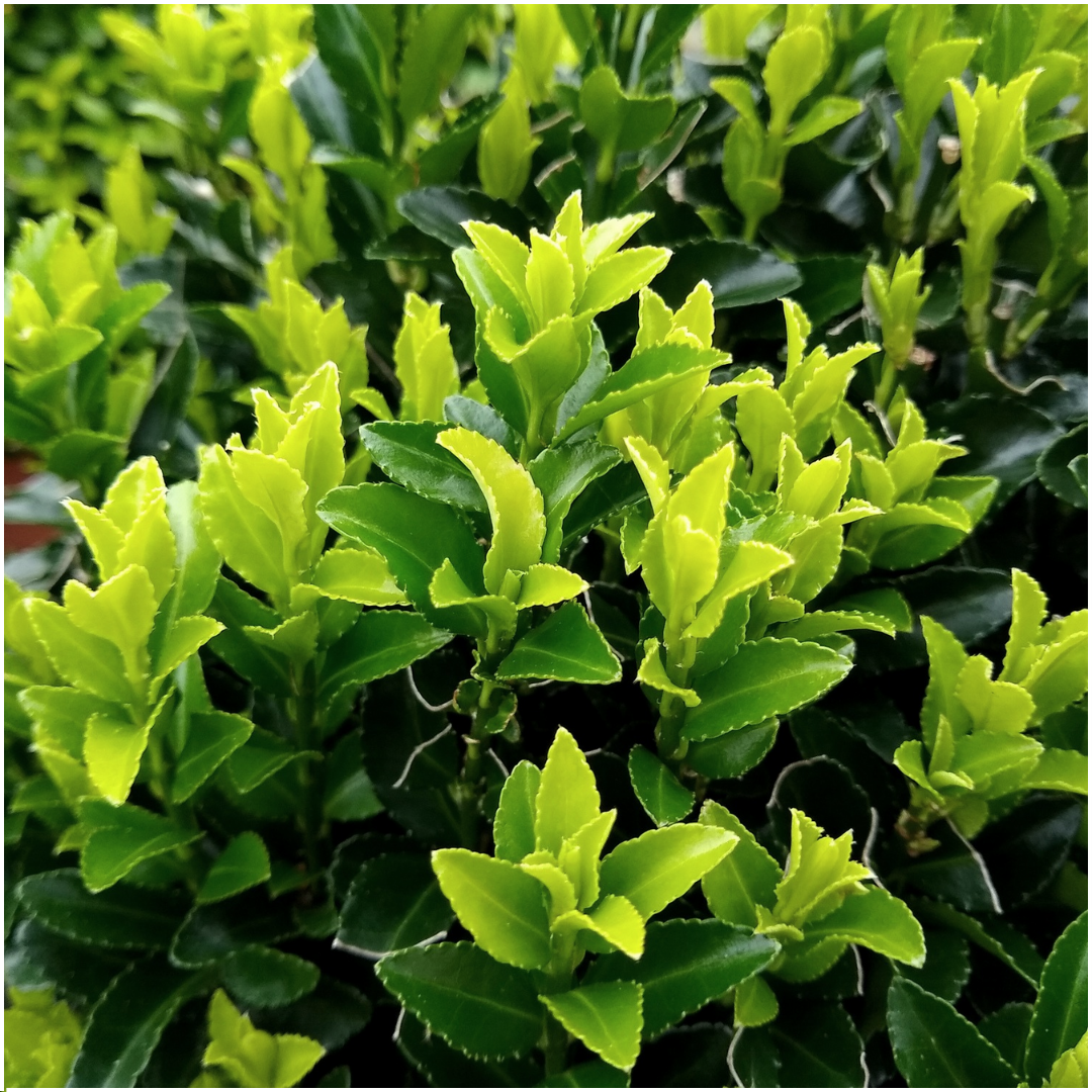 6 x Euonymus 'Green Spire' - 6 x Ø 7 cm - ↨ 15 cm