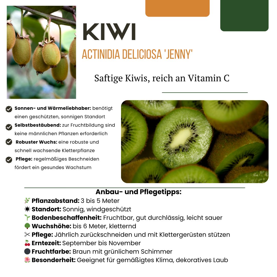"Zomervruchten" BIO Fruitplanten mix set van 4 verschillende soorten