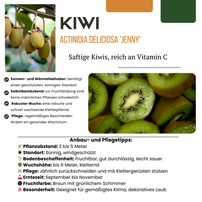 "Zomervruchten" BIO Fruitplanten mix set van 4 verschillende soorten