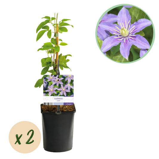 Green boutiQ - Klimplant - Clematis Justa - Bloem Licht Blauw - Weinig onderhoud -2 planten -  Pot 11cm Hoogte 40cm