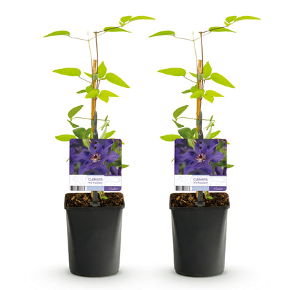 Green boutiQ - Klimplant - Clematis The President - Bloem Roze - Weinig onderhoud -2 planten -  Pot 11cm Hoogte 40cm