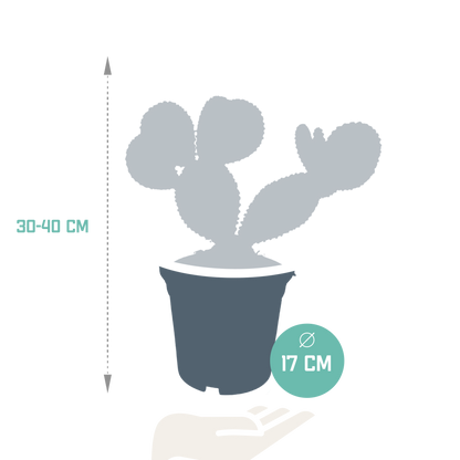 Opuntia microdasys - 17cm - zonder pot