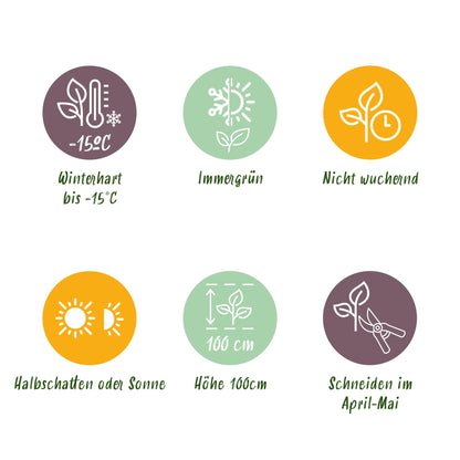 Green boutiQ - Haagplanten - Euonymus japonica Green Spire -  blad groen - 8 planten - 1 strekkende meter - groenblijvend - pot 9cm hoogte 20-25cm