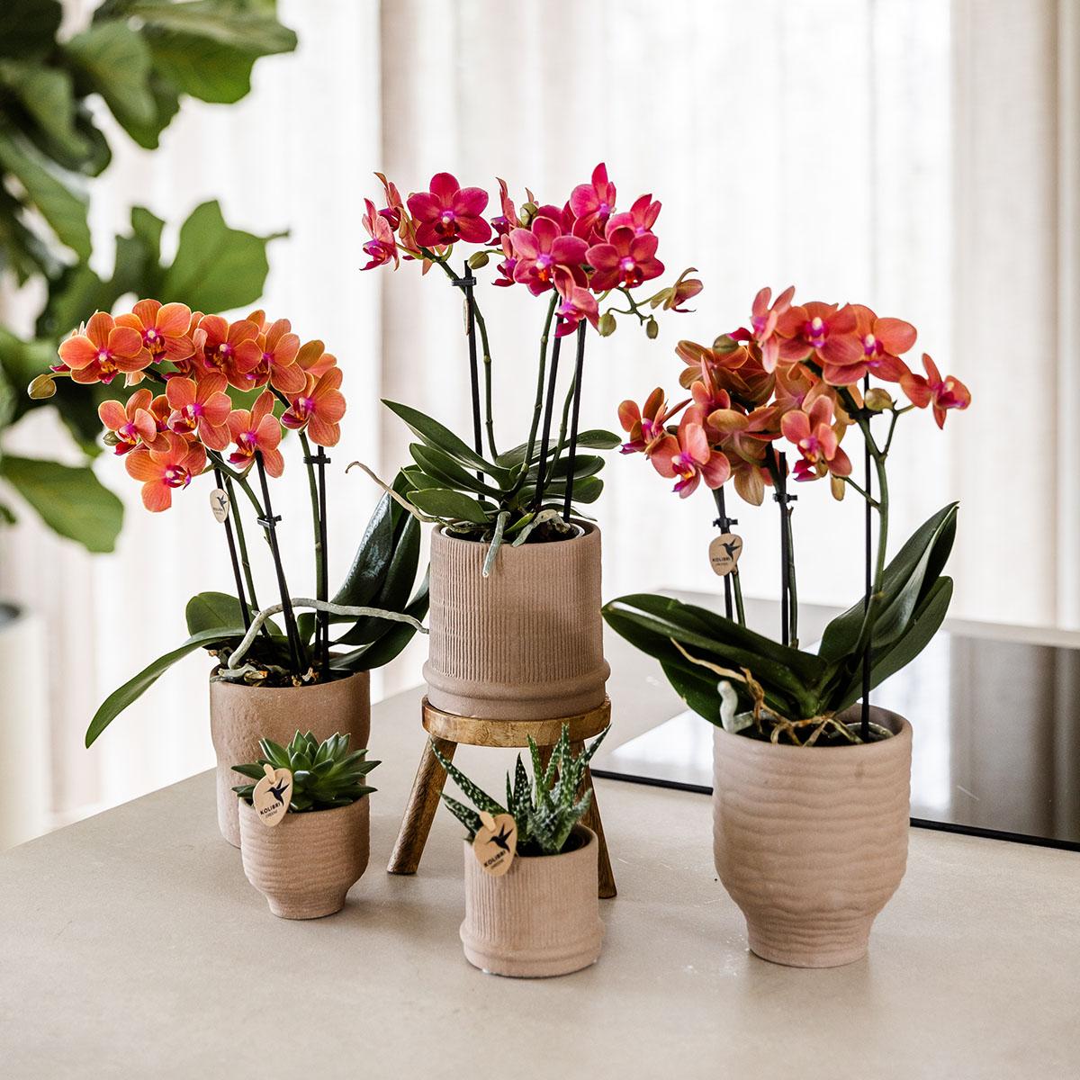 Kolibri Orchids | rode Phalaenopsis orchidee - Congo - potmaat Ø9cm | bloeiende kamerplant - vers van de kweker