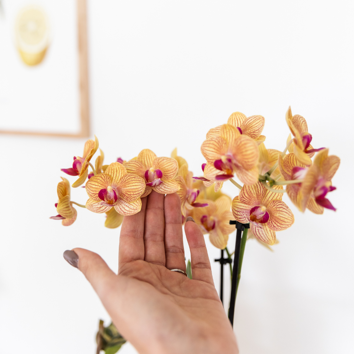 Kolibri Company | Gift set | Plantenset met 2 oranje Phalaenopsis Orchideeën en Succulent incl. keramieken sierpotten