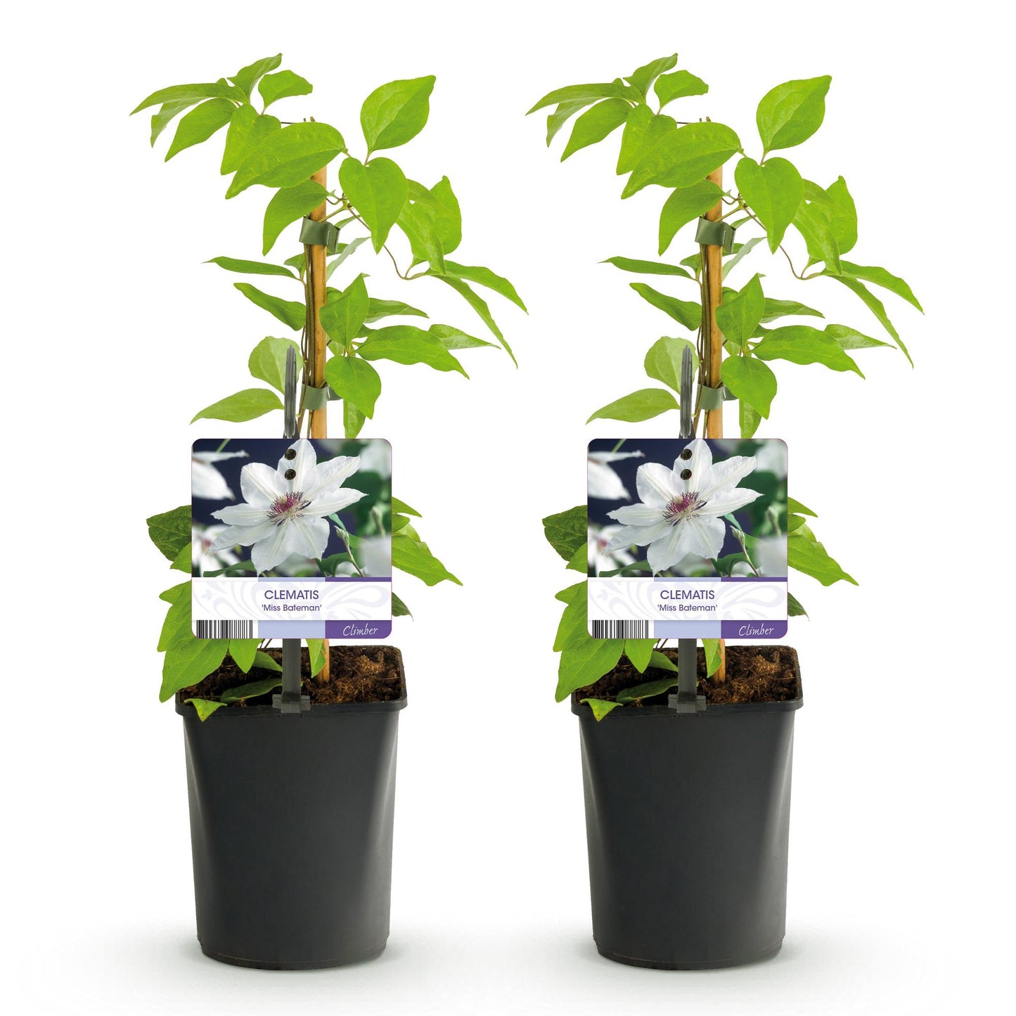 Green boutiQ - Klimplant - Clematis Miss bateman - Bloem Roze - Weinig onderhoud -2 planten -  Pot 11cm Hoogte 40cm