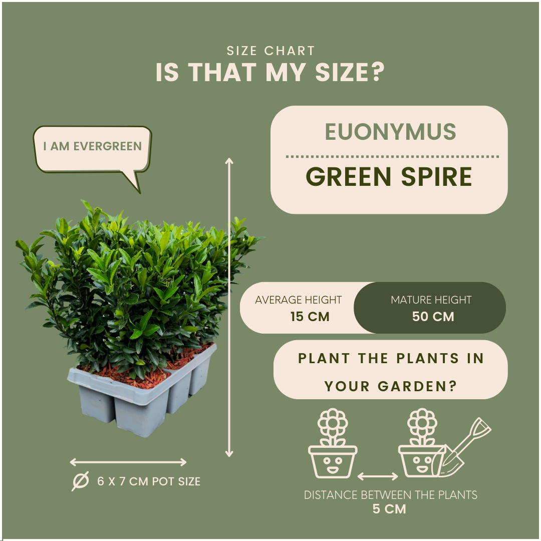 24 x Euonymus 'Green Spire' - 24 x Ø 7 cm - ↨ 15 cm