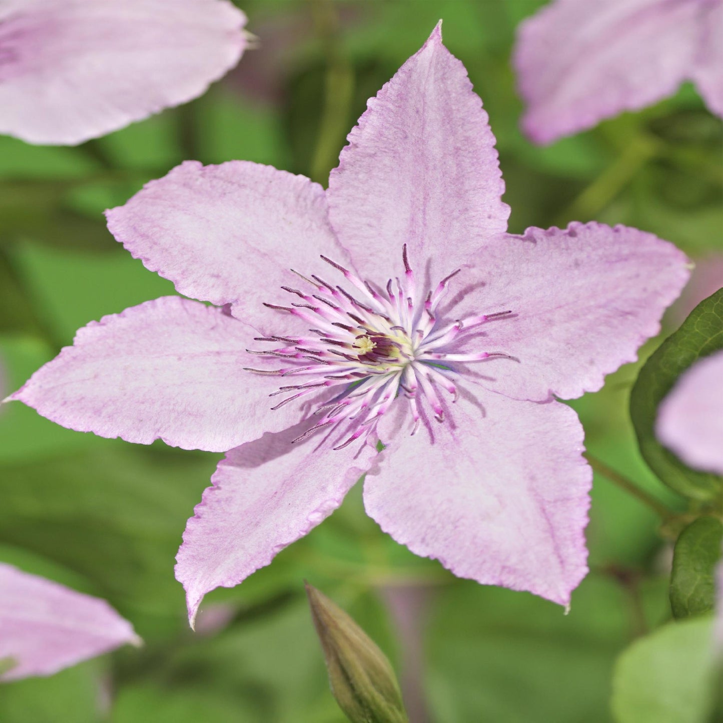 Green boutiQ - Klimplant - Clematis Hagley Hybrid - Bloem Roze - Weinig onderhoud -2 planten -  Pot 11cm Hoogte 40cm