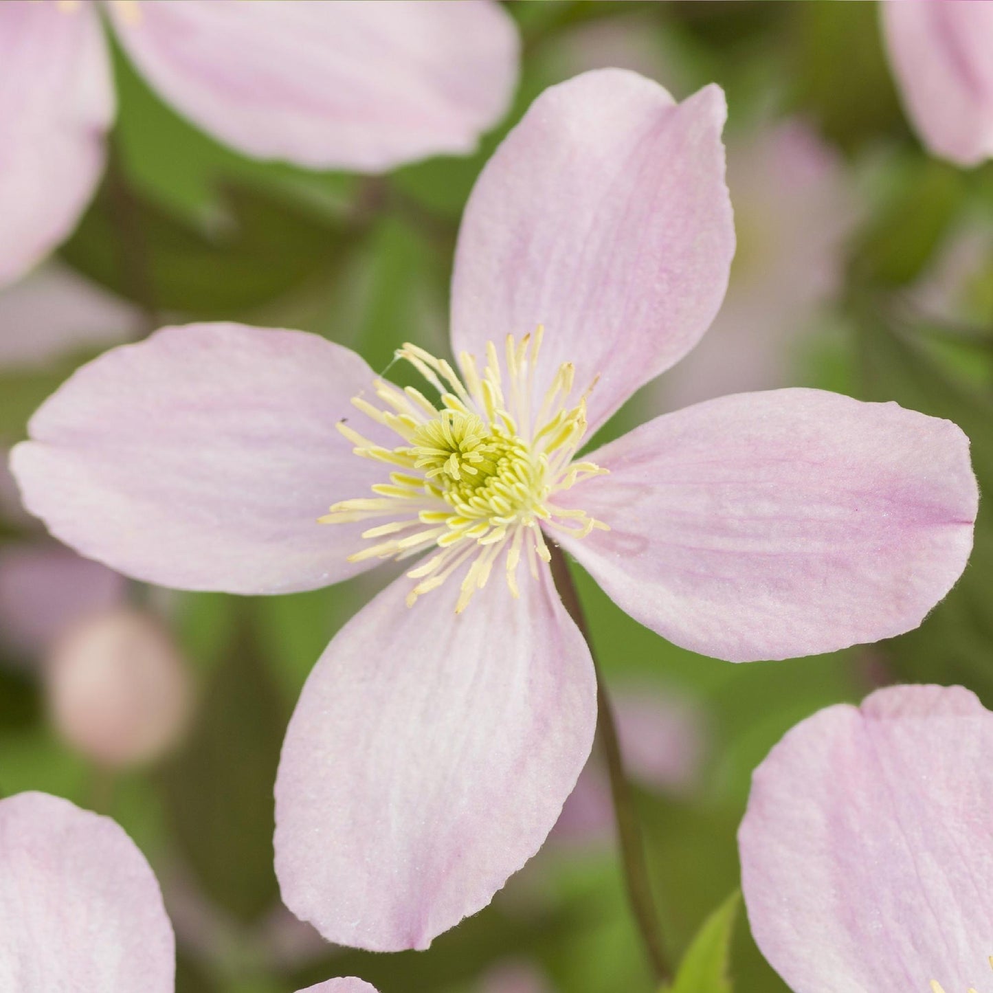 Green boutiQ - Klimplant - Clematis montana Rubens - Bloem Roze - Vroegbloeiend - Weinig onderhoud -2 planten -  Pot 11cm Hoogte 40cm