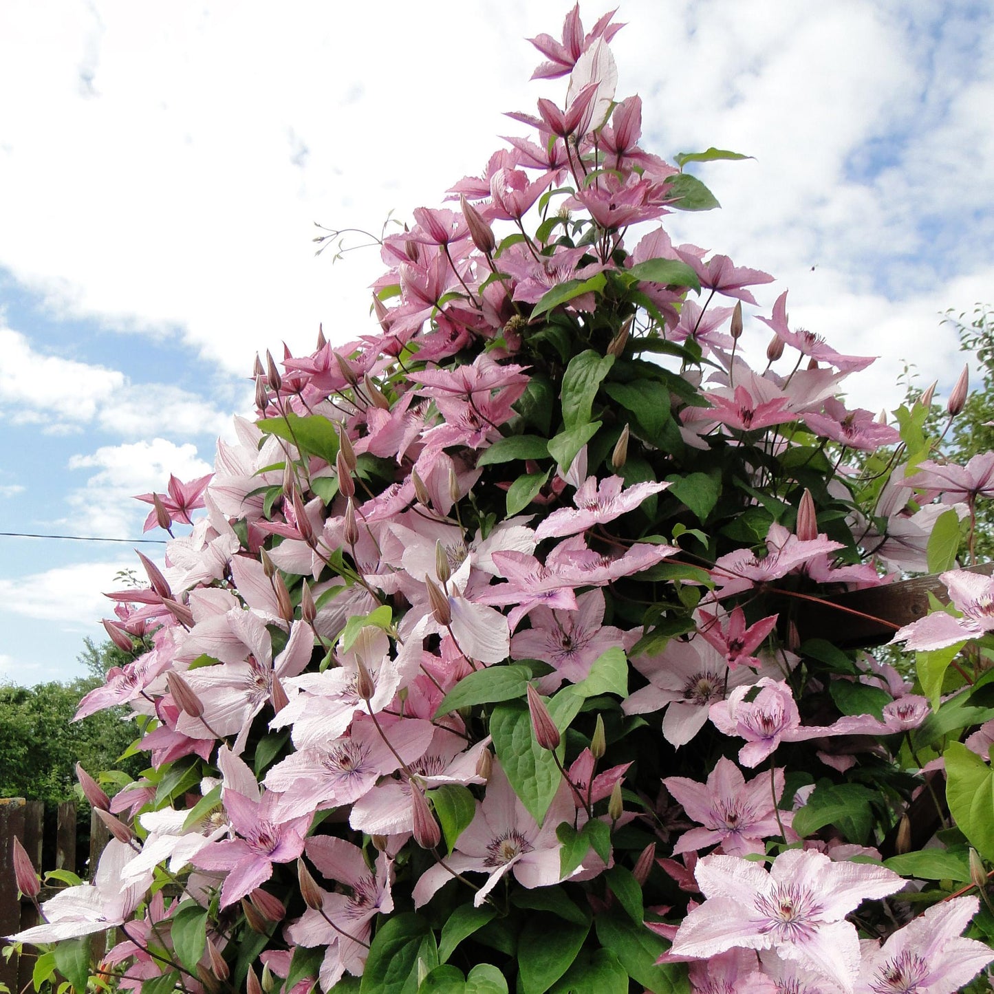 Green boutiQ - Klimplant - Clematis Hagley Hybrid - Bloem Roze - Weinig onderhoud -2 planten -  Pot 11cm Hoogte 40cm