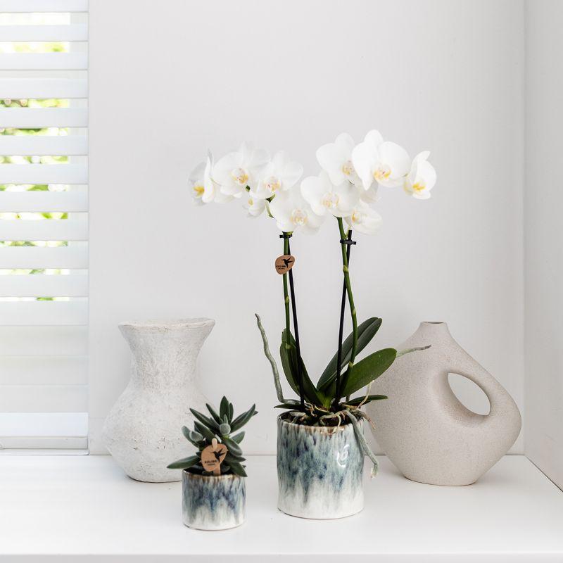 Kolibri Orchids | witte Phalaenopsis orchidee – Amabilis + Sky pot – potmaat Ø9cm | bloeiende kamerplant in bloempot - vers van de kweker