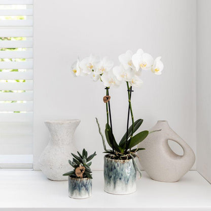 Kolibri Orchids | witte Phalaenopsis orchidee – Amabilis + Sky pot – potmaat Ø9cm | bloeiende kamerplant in bloempot - vers van de kweker