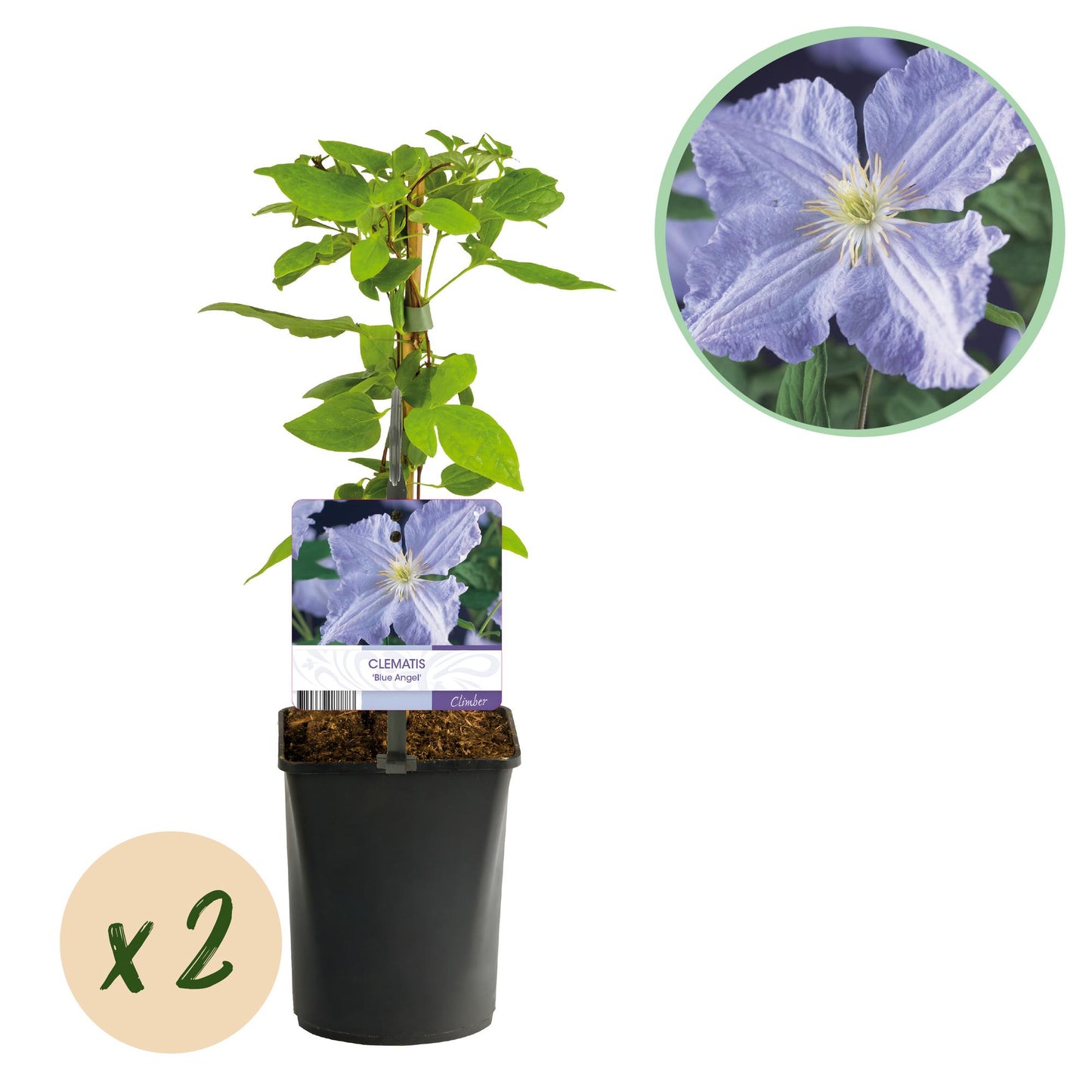 Green boutiQ - Klimplant - Clematis Blue Angel - Bloem Licht Blauw - Weinig onderhoud -2 planten -  Pot 11cm Hoogte 40cm