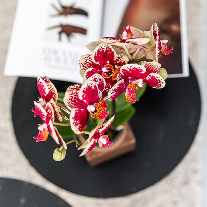 Kolibri Orchids | Geel rode phalaenopsis orchidee - Spain - potmaat Ø9cm | bloeiende kamerplant - vers van de kweker