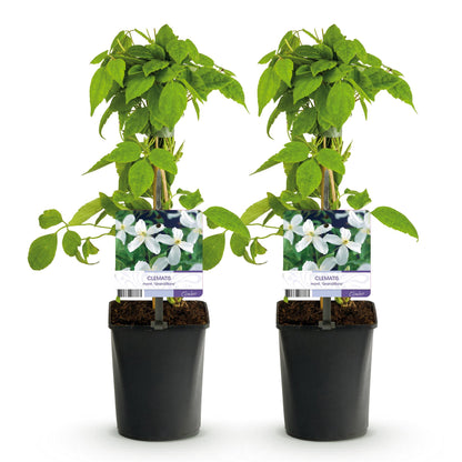Green boutiQ - Klimplant - Clematis montana Grandiflora - Bloem Wit - Vroegbloeiend - Weinig onderhoud -2 planten -  Pot 11cm Hoogte 40cm