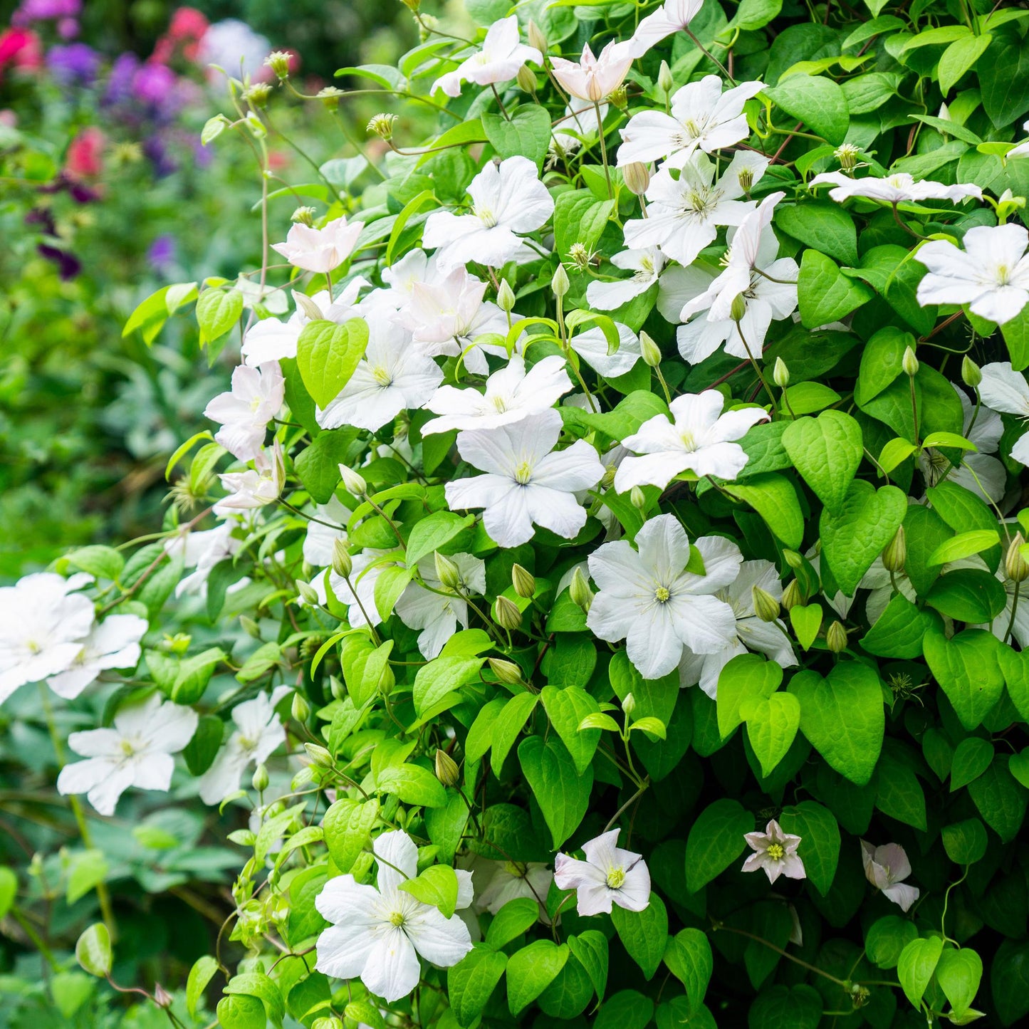 Green boutiQ - Klimplant - Clematis Madame Le Coultre - bloem wit - Weinig onderhoud -2 planten -  Pot 11cm Hoogte 40cm