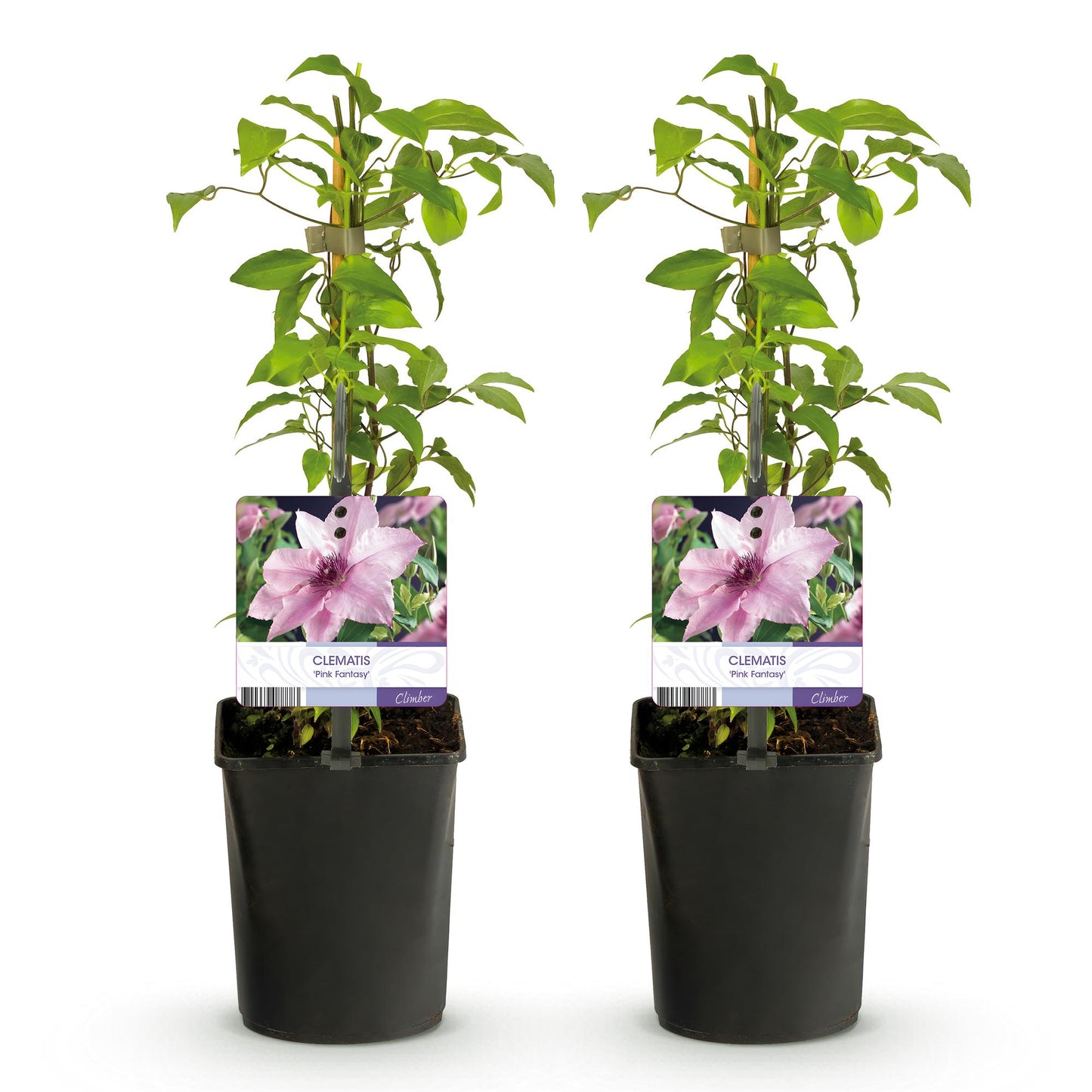 Green boutiQ - Klimplant - Clematis Pink Fantasy - Bloem Roze - Weinig onderhoud -2 planten -  Pot 11cm Hoogte 40cm