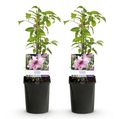 Green boutiQ - Klimplant - Clematis Pink Fantasy - Bloem Roze - Weinig onderhoud -2 planten -  Pot 11cm Hoogte 40cm