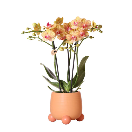 Kolibri Orchids | Oranje Phalaenopsis orchidee – Jamaica + Rolling sierpot peach – potmaat Ø9cm | bloeiende kamerplant in bloempot - vers van de kweker