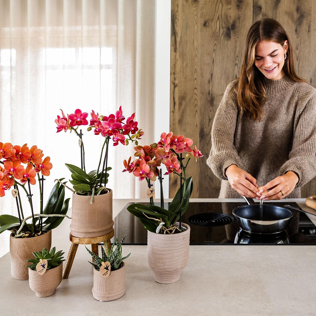 Kolibri Orchids | rode Phalaenopsis orchidee - Congo - potmaat Ø9cm | bloeiende kamerplant - vers van de kweker