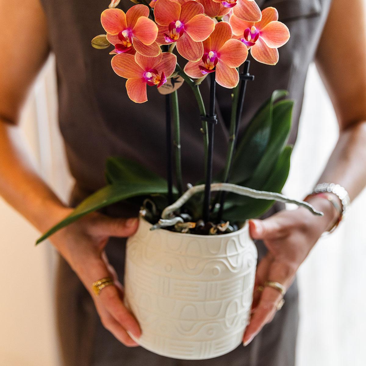 Kolibri Orchids | COMBI DEAL van 4 oranje Phalaenopsis orchideeën - Bolzano - potmaat Ø9cm | bloeiende kamerplant - vers van de kweker