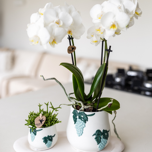 Kolibri Company - Set van witte orchidee en Succulent in Grape sierpot blauw op wit dienblad - vers van de kweker
