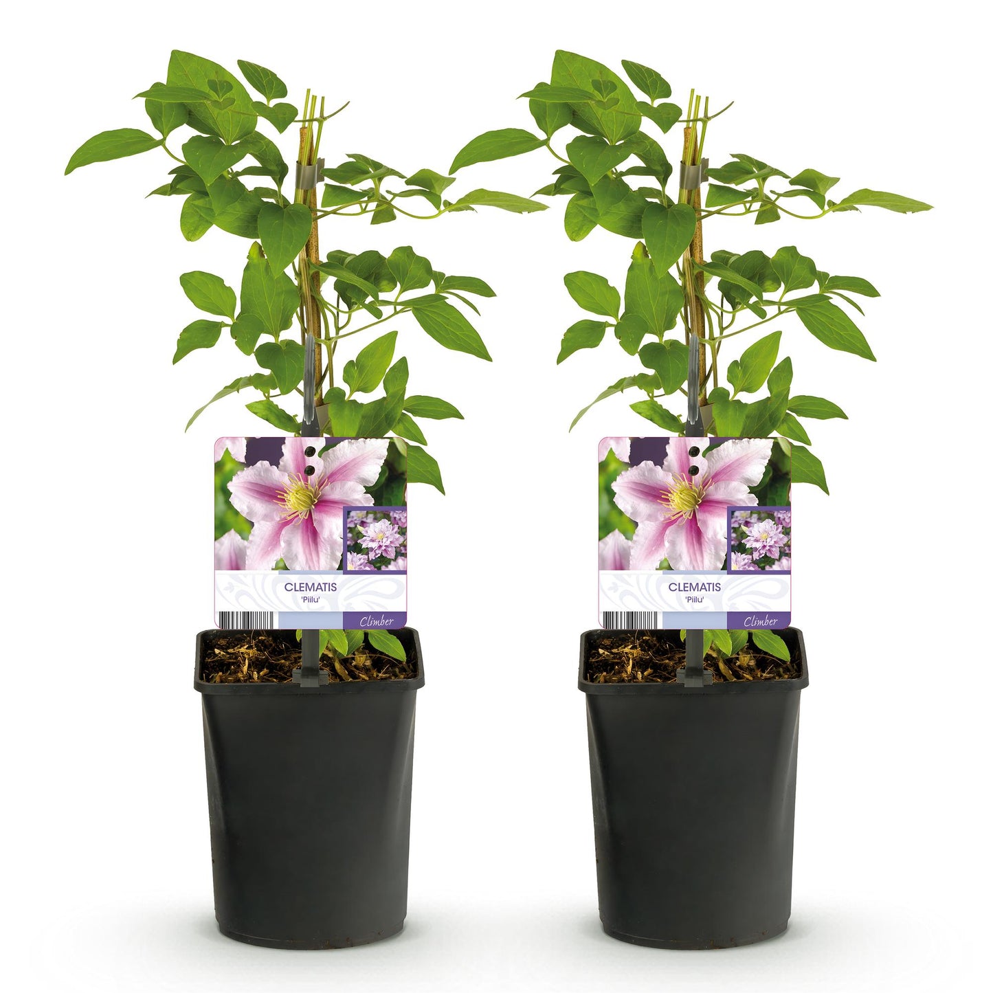 Green boutiQ - Klimplant - Clematis Piilu - Bloem Roze - Weinig onderhoud -2 planten -  Pot 11cm Hoogte 40cm