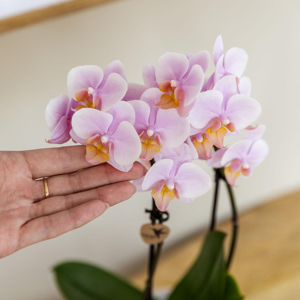 Kolibri Orchids | Gift set Mediterranean Sunset small | Groene plant met roze Phalaenopsis orchidee Andorra  in Painted Stripe sierpotten op wit organisch dienblad