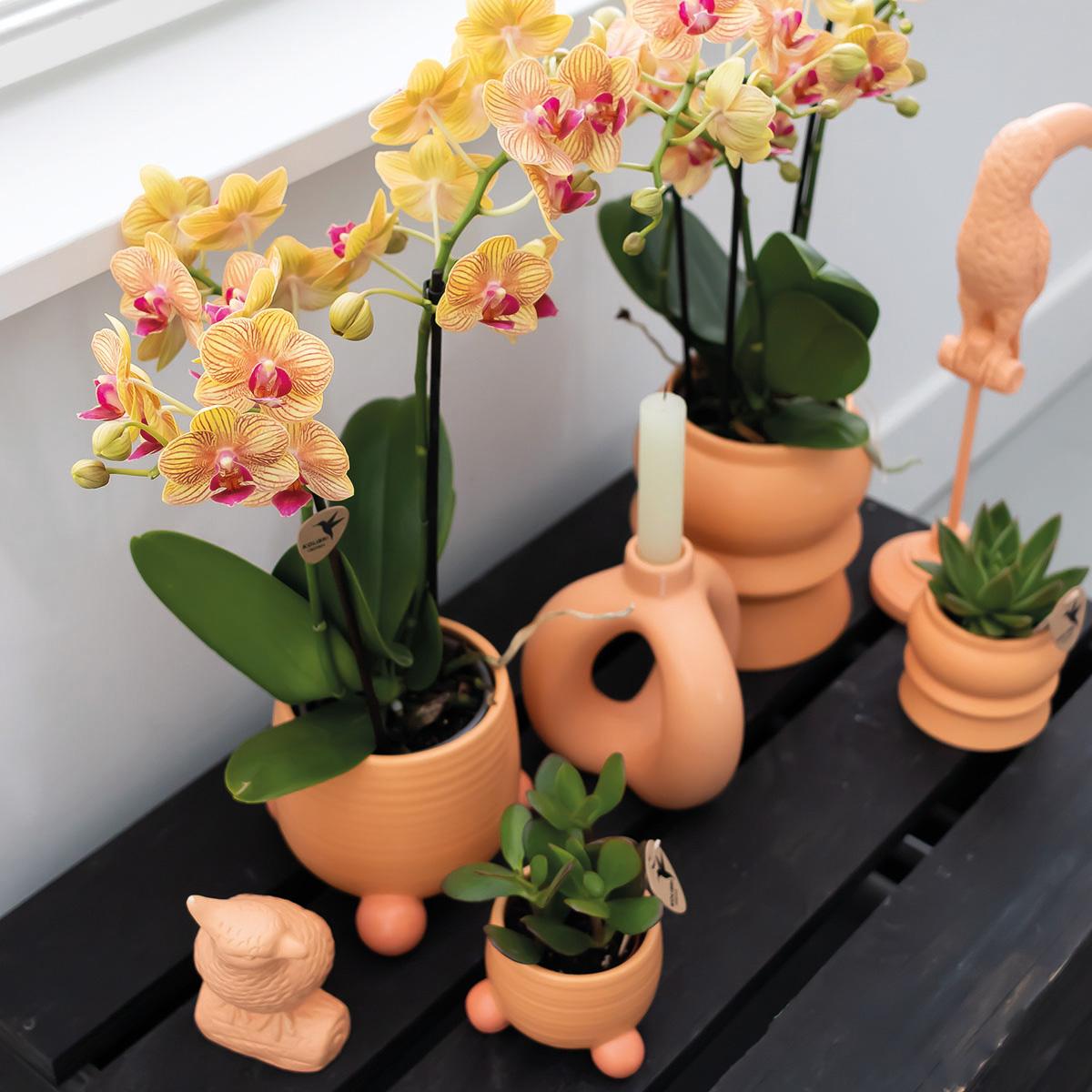 Kolibri Orchids | Oranje Phalaenopsis orchidee – Jamaica + Rolling sierpot peach – potmaat Ø9cm | bloeiende kamerplant in bloempot - vers van de kweker