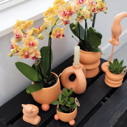 Kolibri Orchids | Oranje Phalaenopsis orchidee – Jamaica + Rolling sierpot peach – potmaat Ø9cm | bloeiende kamerplant in bloempot - vers van de kweker